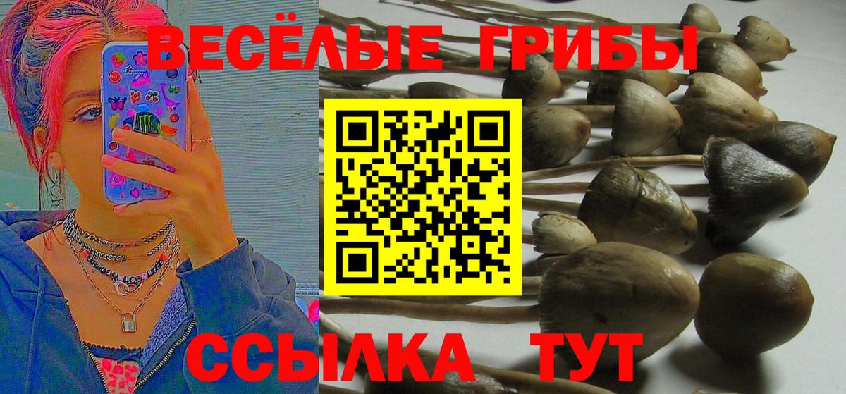 Галлюциногенные грибы Psilocybine cubensis  Вход с VPN  Михайловка 